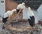 Capi_Dubne_20250730_193003.jpg