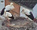 Capi_Dubne_20250730_193503.jpg