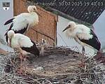 Capi_Dubne_20250730_194003.jpg