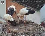 Capi_Dubne_20250730_194503.jpg