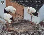 Capi_Dubne_20250730_195003.jpg