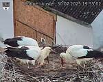 Capi_Dubne_20250730_195502.jpg