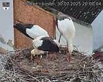 Capi_Dubne_20250730_200004.jpg