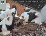 Capi_Dubne_20250730_200503.jpg