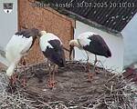 Capi_Dubne_20250730_201003.jpg