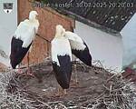 Capi_Dubne_20250730_202003.jpg