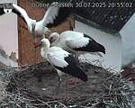 Capi_Dubne_20250730_205502.jpg