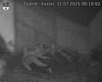 Capi_Dubne_20250731_001002.jpg