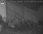 Capi_Dubne_20250731_011502.jpg