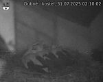 Capi_Dubne_20250731_021002.jpg