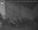 Capi_Dubne_20250731_023003.jpg