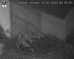 Capi_Dubne_20250731_024503.jpg