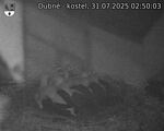 Capi_Dubne_20250731_025003.jpg