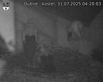 Capi_Dubne_20250731_042003.jpg