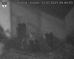 Capi_Dubne_20250731_044003.jpg
