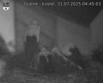 Capi_Dubne_20250731_044503.jpg