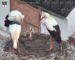 Capi_Dubne_20250731_052502.jpg