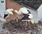 Capi_Dubne_20250731_053003.jpg