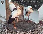 Capi_Dubne_20250731_054503.jpg