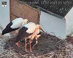 Capi_Dubne_20250731_055003.jpg
