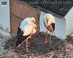 Capi_Dubne_20250731_055504.jpg
