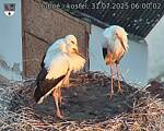 Capi_Dubne_20250731_060002.jpg