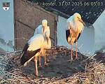 Capi_Dubne_20250731_060503.jpg