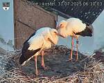 Capi_Dubne_20250731_061004.jpg