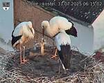Capi_Dubne_20250731_061502.jpg