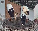 Capi_Dubne_20250731_062004.jpg