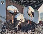 Capi_Dubne_20250731_063003.jpg