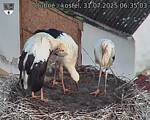 Capi_Dubne_20250731_063503.jpg