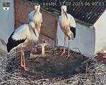 Capi_Dubne_20250731_064003.jpg