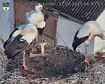 Capi_Dubne_20250731_064503.jpg