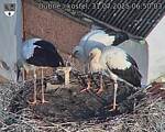 Capi_Dubne_20250731_065003.jpg