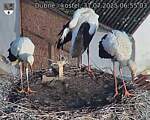 Capi_Dubne_20250731_065503.jpg