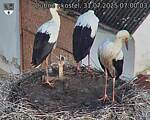 Capi_Dubne_20250731_070003.jpg