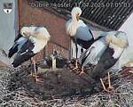Capi_Dubne_20250731_070503.jpg