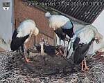 Capi_Dubne_20250731_071003.jpg