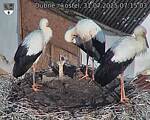 Capi_Dubne_20250731_071503.jpg