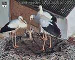Capi_Dubne_20250731_072003.jpg