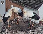 Capi_Dubne_20250731_072505.jpg