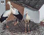 Capi_Dubne_20250731_073503.jpg