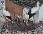 Capi_Dubne_20250731_074003.jpg