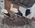 Capi_Dubne_20250731_075003.jpg
