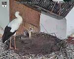 Capi_Dubne_20250731_075502.jpg