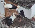 Capi_Dubne_20250731_080503.jpg