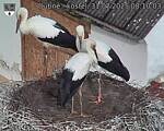 Capi_Dubne_20250731_081003.jpg