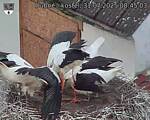 Capi_Dubne_20250731_084503.jpg