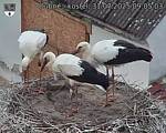 Capi_Dubne_20250731_090503.jpg